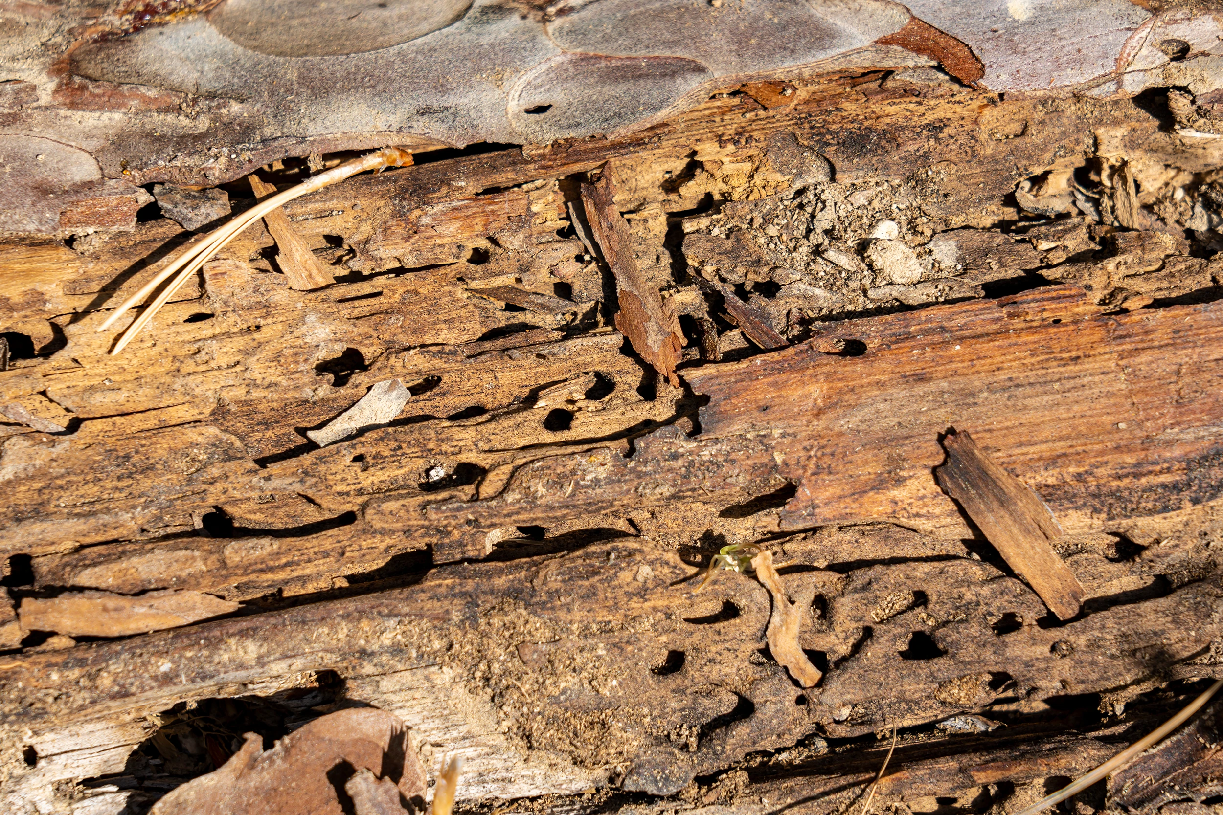 traitement des bois de chalet mpi habitat